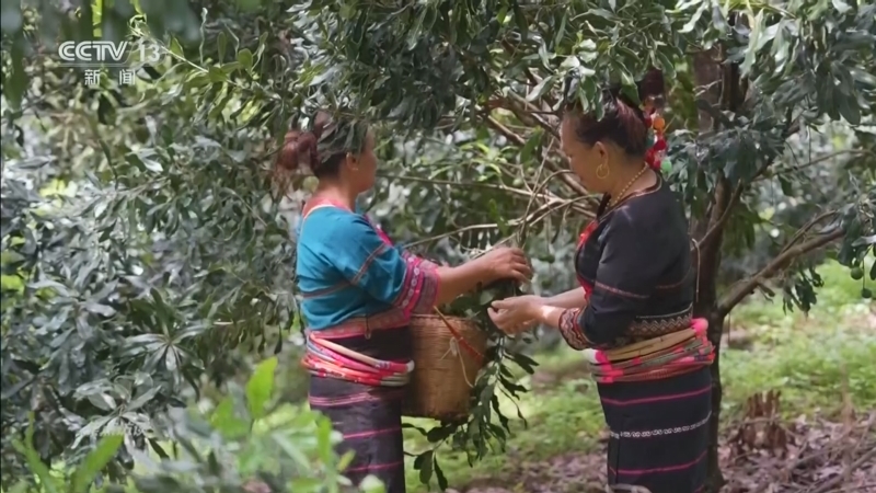 《焦点访谈》 20260226 功在千秋 小坚果 大产业