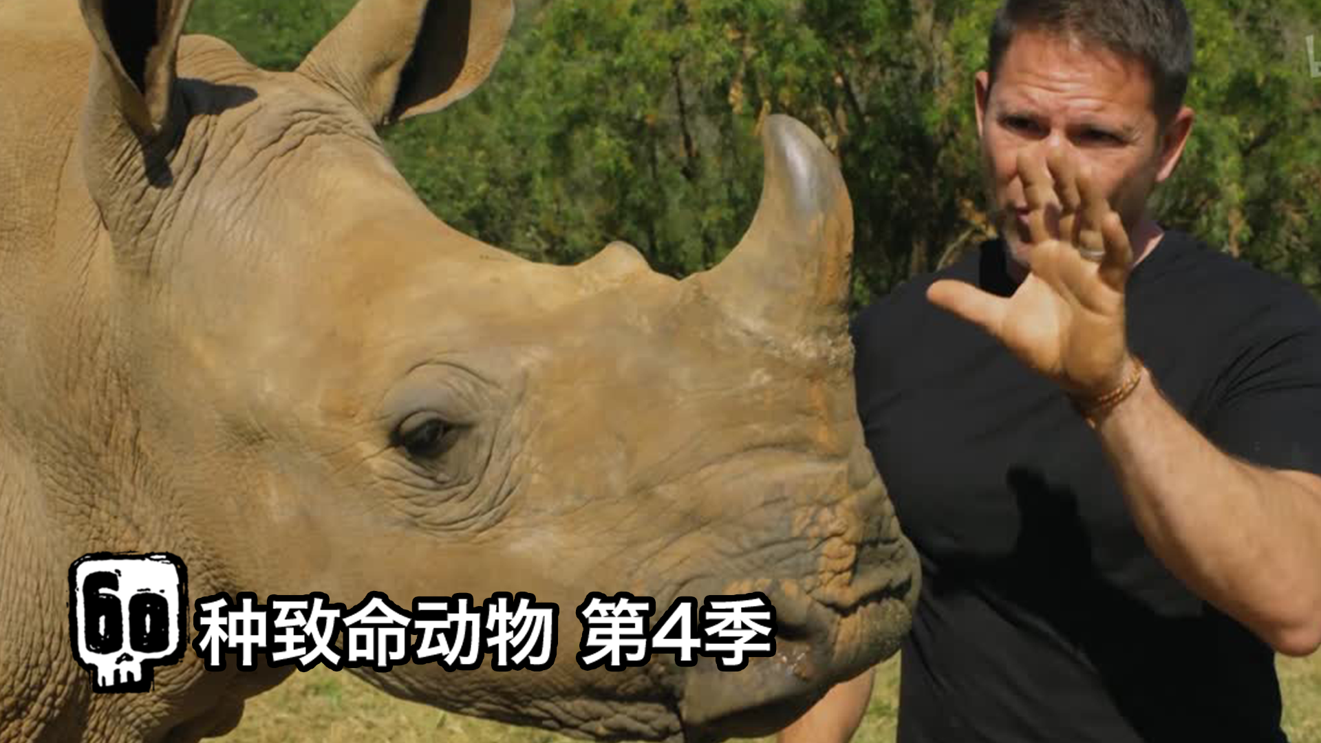 60种致命动物 第4季 犀牛