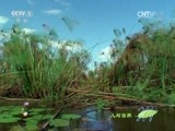 人与自然 《人与自然》 20150603 自然发现：狂野非洲—河流与湖泊（下）