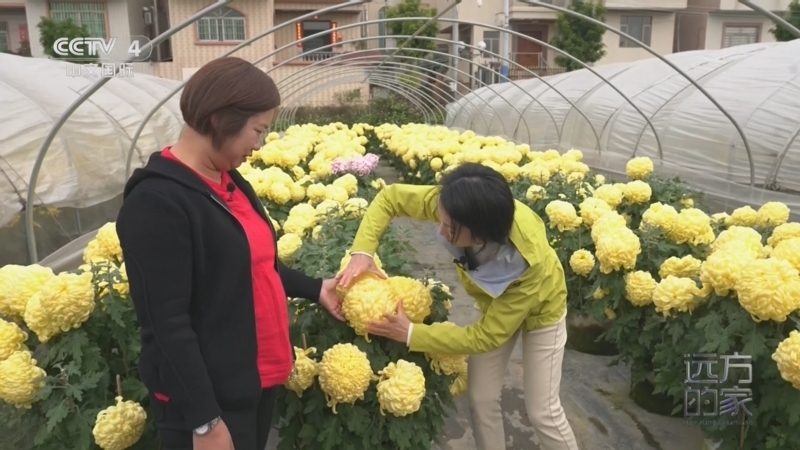 《远方的家》 20260225 山河锦绣看中国 珠江西岸 雅韵风华
