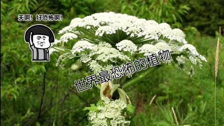 聊斋怪谈 比猪笼草还可怕的植物汁液进眼会失明