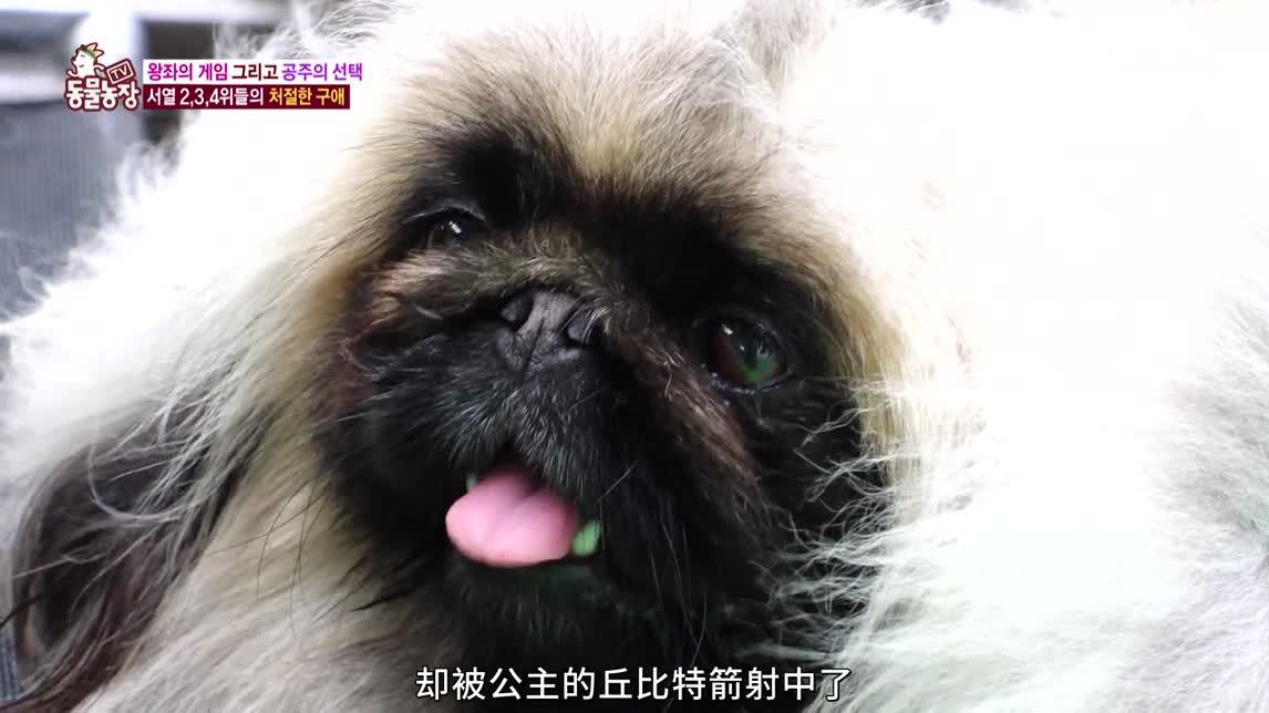 动物农场2020 温柔的乌鸦
