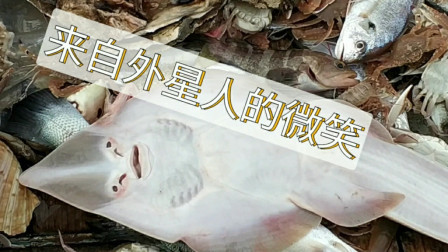 南澳岛赶海日记 渔民深海捕鱼，捕获会“微笑”的怪鱼，还有价值600多的大海螺