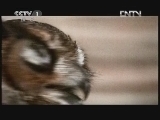 动物世界 《动物世界》 20120906