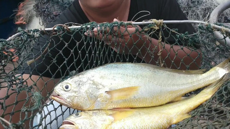 南澳岛赶海日记 出海捕鱼放网，大石斑鱼跟金灿灿的黄鱼接连不断上网，发财了