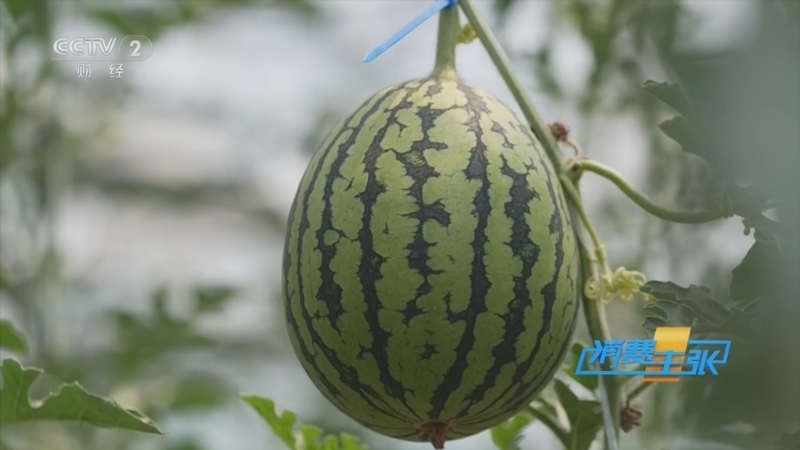 《消费主张》 20260615 脆甜西瓜上市!世界杯观赛标配甜爽一夏!