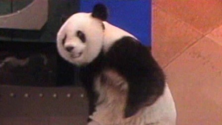 央视1991春晚 动物表演《盼盼与巴斯》，大熊猫盼盼萌态十足