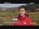远方的家 江河万里行 第13集 闽江 江畔寻香《远方的家》 20140514
