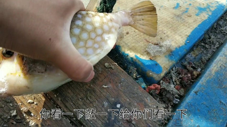 南澳岛赶海日记 彪哥出海放网捕鱼，抓了条全身像塑料怪鱼，非常的可爱就是有剧毒