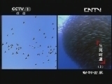 动物世界 《动物世界》 20130719 生死时速（上）