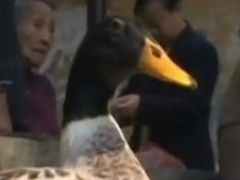 经典传奇 神奇小鸭