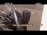 致富经 《致富经》 20150617 好面子的人偷养豪猪之后