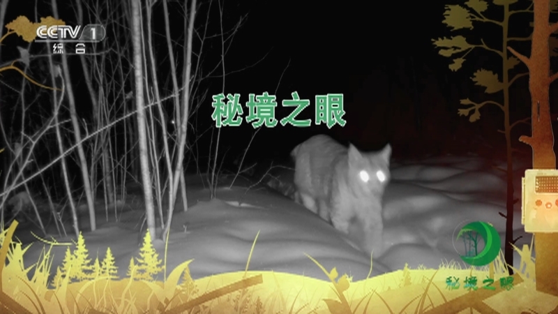 秘境之眼 《秘境之眼》 猞猁 20230501