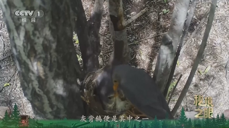 《秘境之眼》 灰背鸫 20260719