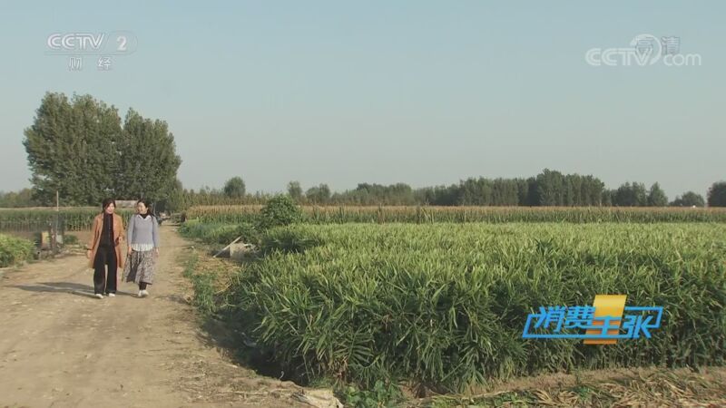 消费主张 《消费主张》 20201113 原产地访价格：新姜上市 价格走向何方？