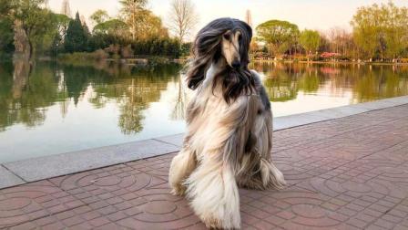 新视界 主人每月砸钱万元给爱犬美发