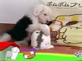 狗狗日记 第49天 我的室友豆子哥哥