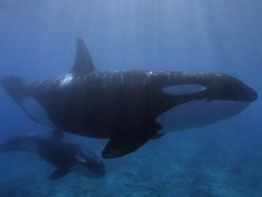 鲸的秘密第一季（Secrets of the Whales）第1集：虎鲸王朝