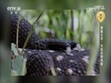 自然传奇 《自然传奇》 20170127 感触生灵·冷血动物传奇