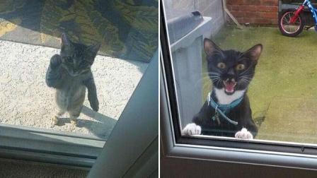 聊斋怪谈 猫咪被锁在了外边 开始不停的敲窗户：开门！