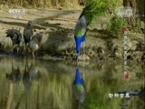 动物世界 《动物世界》 20180118 动物的霓裳羽衣之妙
