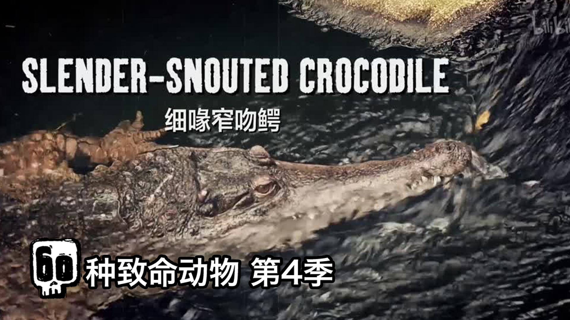 60种致命动物 第4季 鳄鱼