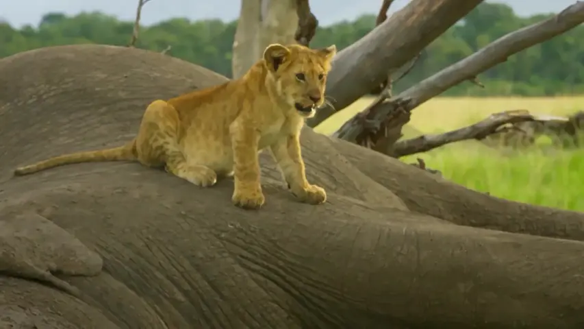 《塞伦盖蒂》第6集