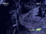人与自然 《人与自然》 20150911 奇异自然—前进 前进