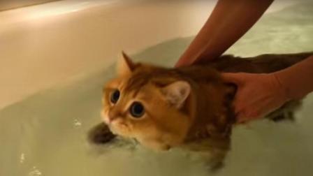 聊斋怪谈 主人把猫咪放进水里 下一秒猫咪的反应 出人意料！