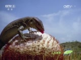 人与自然 《人与自然》 20150324 自然发现：狂野加勒比海——宝藏之岛（下）