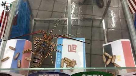 足球大虾瞎操心 俄罗斯埃及哪个胜？