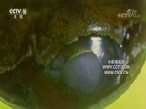 自然传奇 《自然传奇》 20170909 动物技能排行榜