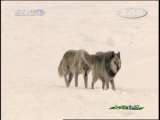 人与自然 原生故事 野狼之谷 （下 ）