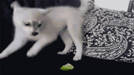 猿创精选 狗子误食青柠檬后抖音不停 铲屎官快说是不是你干的 176