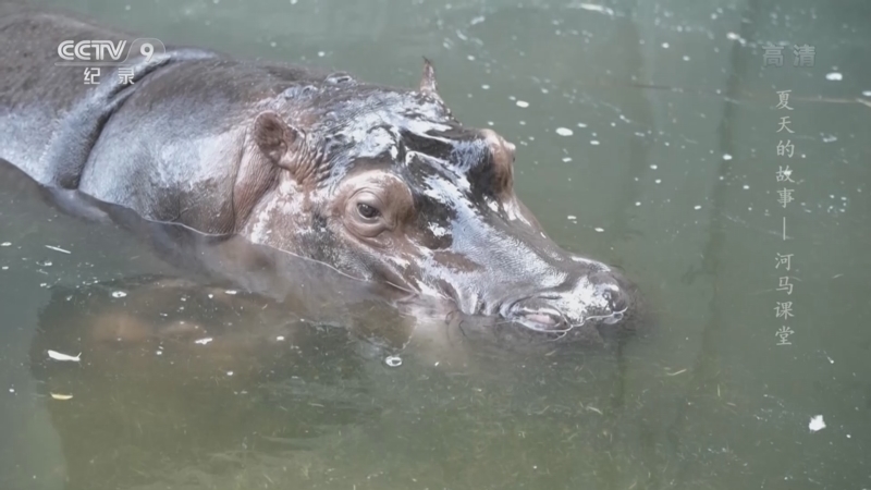 《夏天的故事》 第5集 河马课堂
