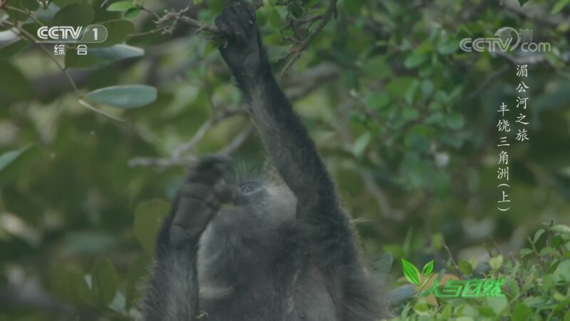 人与自然 《人与自然》 20201003 湄公河之旅——丰饶三角洲（上）