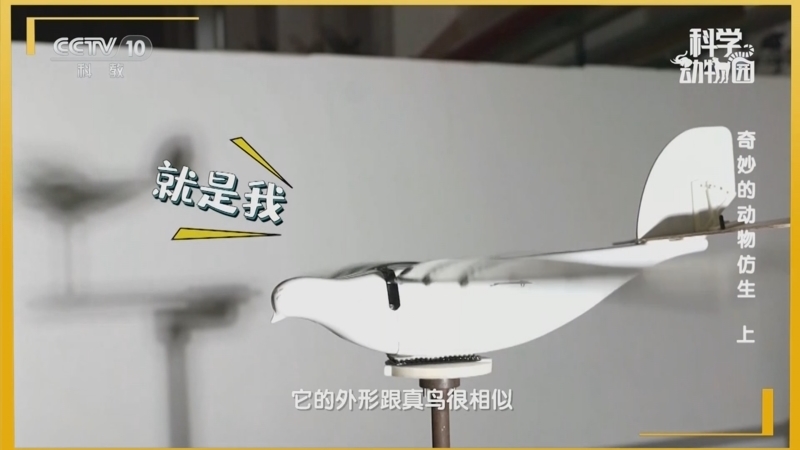 科学动物园 《科学动物园》 20250304 奇妙的动物仿生（上）
