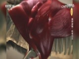自然传奇 《自然传奇》 20170528 最野接触·胜者为王