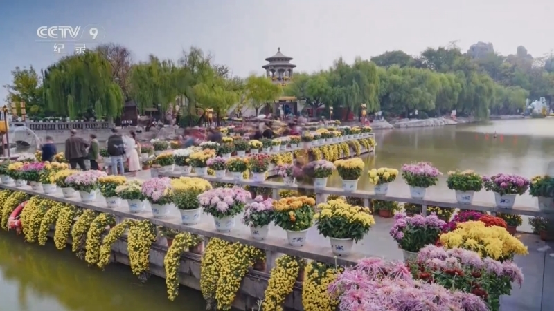 《城市花季》 第7集 开封菊花