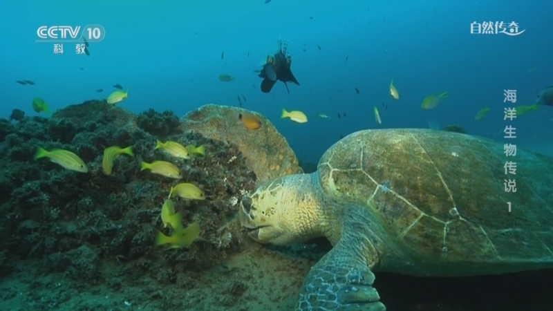 自然传奇 《自然传奇》 20240311 海洋生物传说 1