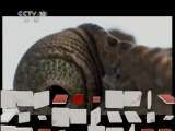 自然传奇 《进化》 五脏六腑 自然传奇 20110330