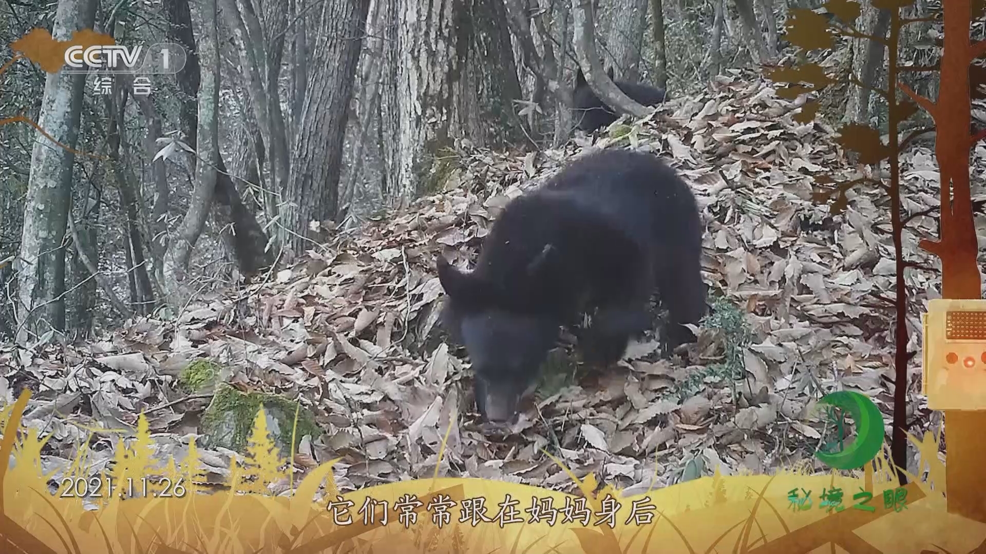 秘境之眼 《秘境之眼》 黑熊 20231106