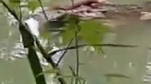 网罗天下 鳄鱼叼着人腿在水里游