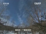 地理中国 《地理中国》 20160201 冬日奇景·雪地追踪（上）