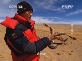 地理中国 《地理中国》 20140309 昆仑秘谷（下）