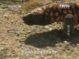 自然传奇 《自然传奇》 20140825 爬行异类