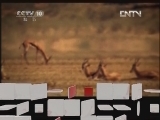 地理中国 《地理中国》 20120623 危险的大嘴