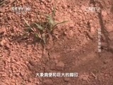 走近科学 《走近科学》 20150130 “小科”的动物世界 动物伤人事件簿