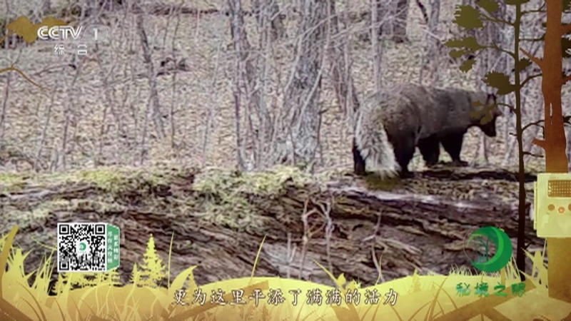 《秘境之眼》 狗獾 20210511