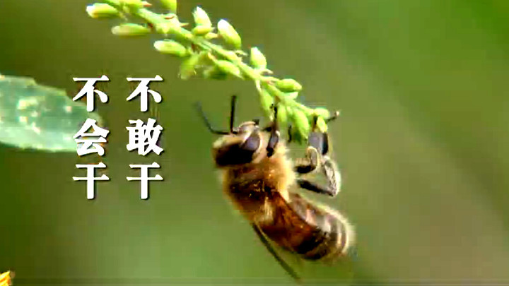 致富经 《致富经》 20191118 青藏高原养蜂人